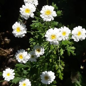 Tall Italian feverfew herb flower seed